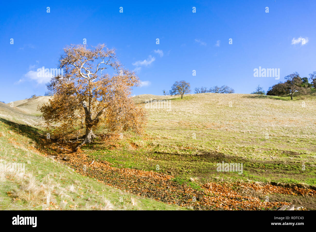 Western Sycamore tree on the hills of Sunol Regional Wilderness, San