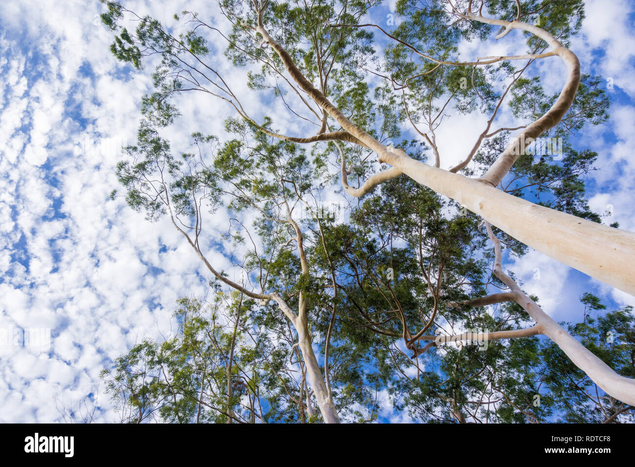Looking up to the crown of tall Eucalyptus trees; eucalyptus trees were