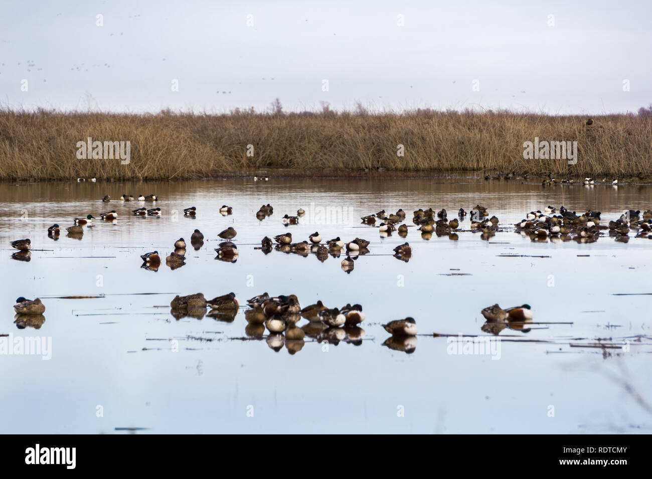 Northern shovelers sleeping in the wetlands of Sacramento National Wildlife Refuge, California Stock Photo