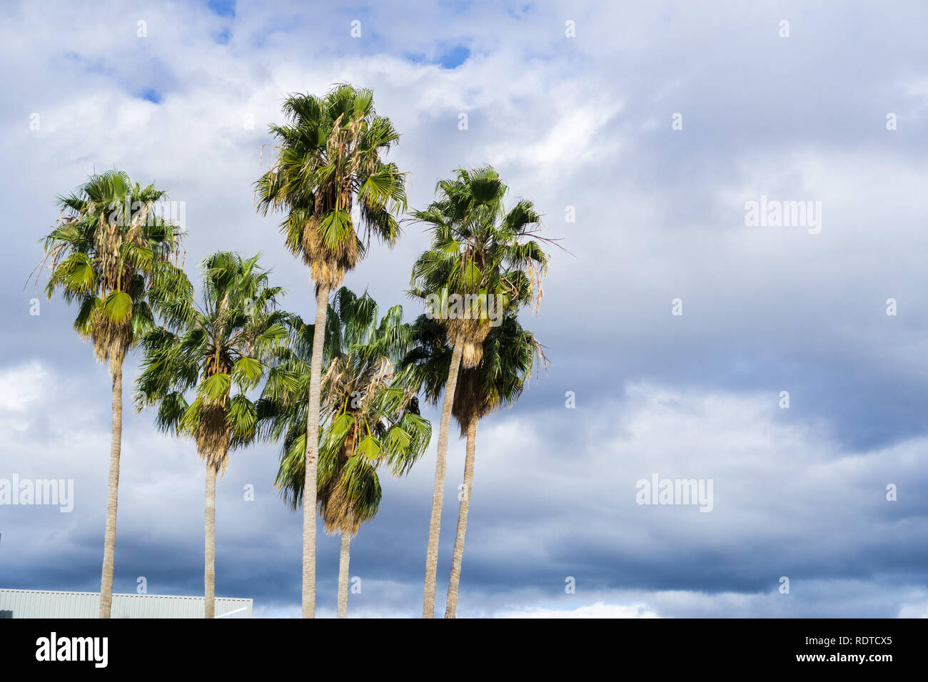 Palm trees on cloudy sky background Stock Photo