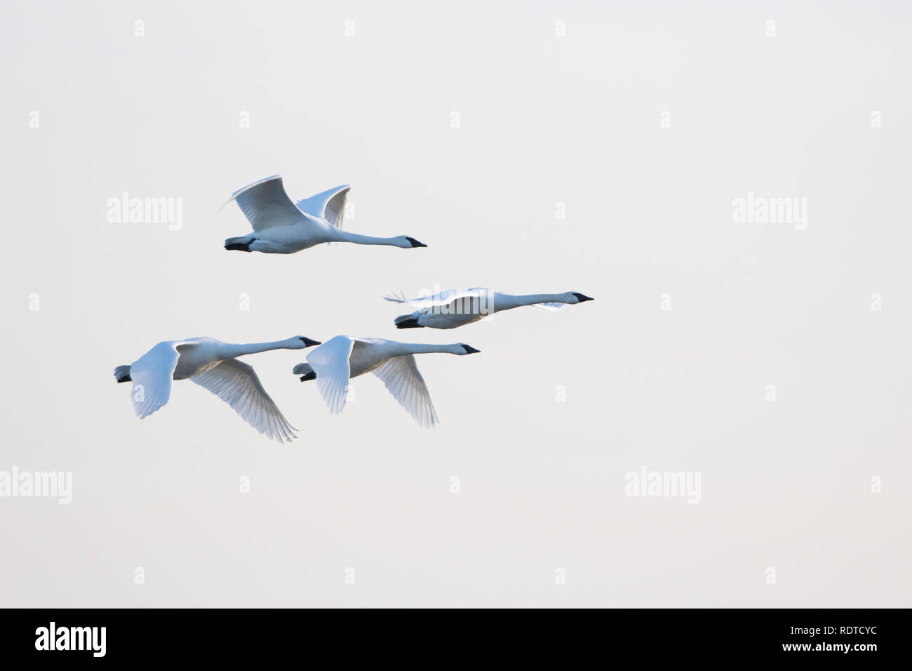 0075801609 Trumpeter Swans (Cygnus buccinator) in flight, Riverlands
