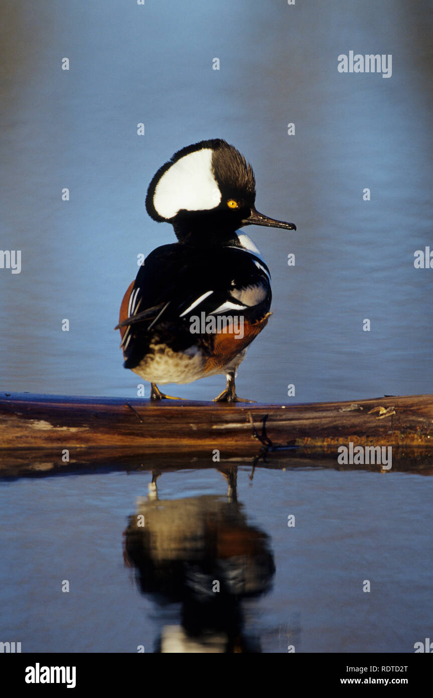 00766-00108 Hooded Merganser (Lophodytes cucullatus) male on log in wetland Marion Co.  IL Stock Photo