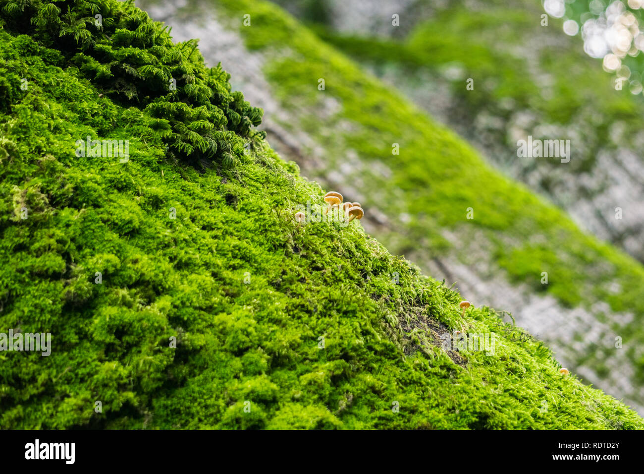 Verdant moss and tiny mushrooms growing on the trunks of old oak trees