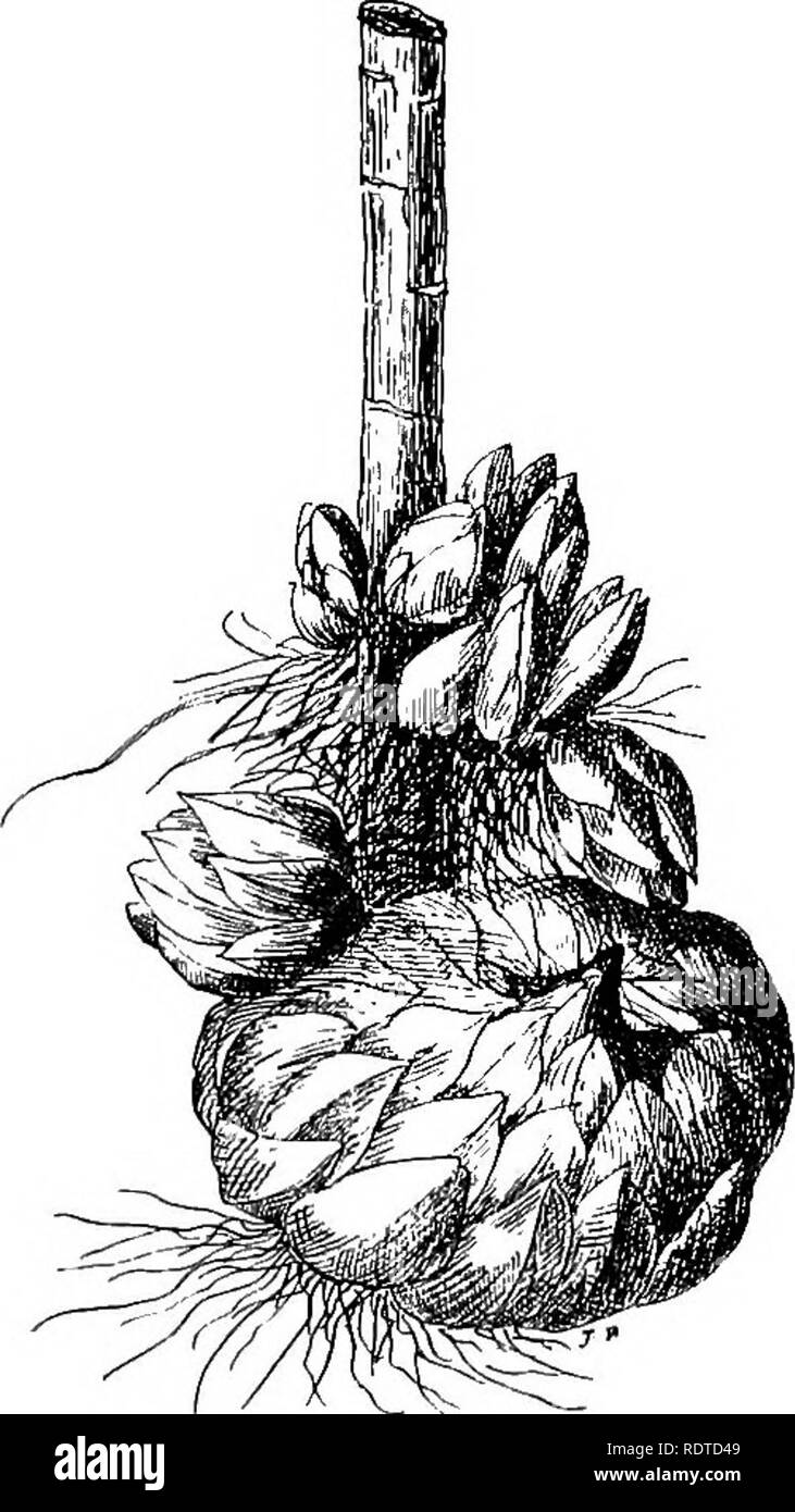 Bulbs corms tubers rhizomes hires stock photography and images Alamy