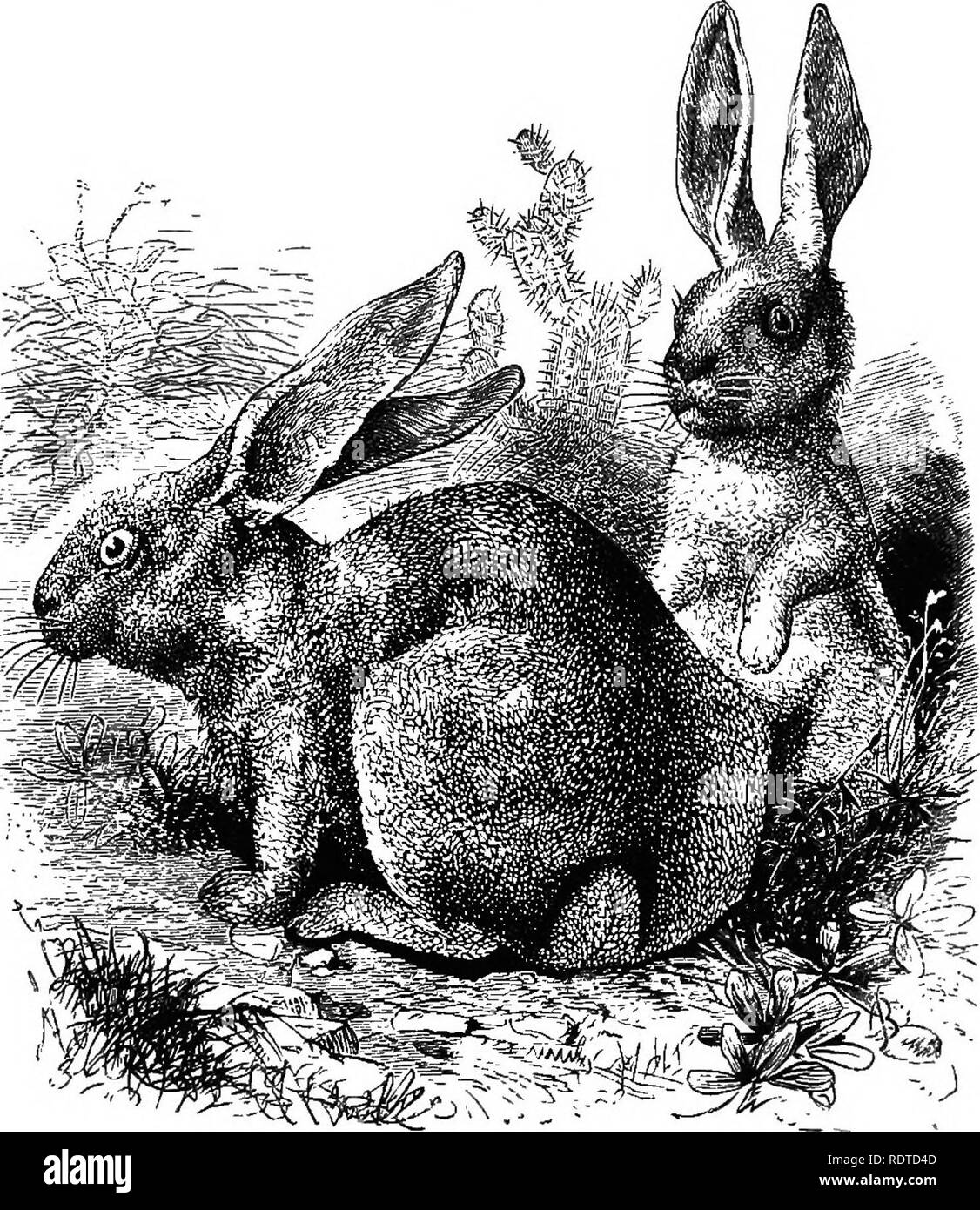 Take refuge in burrows hi-res stock photography and images - Alamy