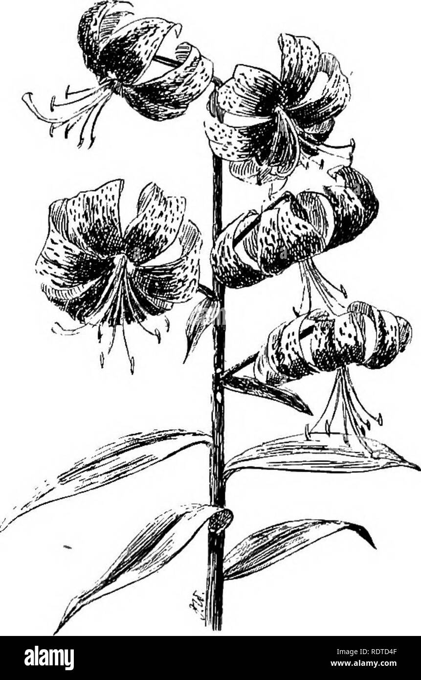 . The bulb book; or, Bulbous and tuberous plants for the open air, stove, and greenhouse, containing particulars as to descriptions, culture, propagation, etc., of plants from all parts of the world having bulbs, corms, tubers, or rhizomes (orchids excluded). Bulbs (Plants). Fig. 245.—Lilium testaceum. (J.) has stems 5 to 6 ft. high, and beauti- ful nankeen-yellow or apricot-coloured flowers, the reflexed segments of which are dotted with orange-red. (Bot. Reg. 1843,1.11; Elwes, Lil. t. 44.) A good Lily for forcing in early spring. L. tigrinum.—This is the well- known &quot; Tiger Lily,&quot;  Stock Photo