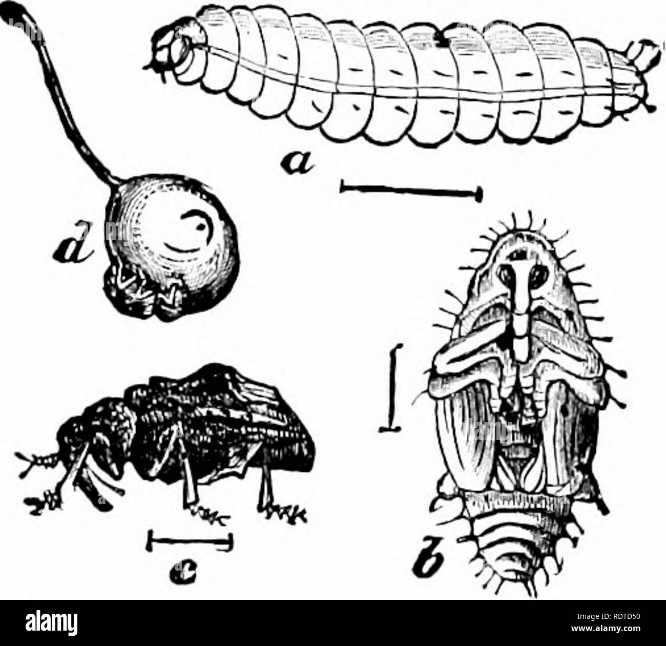 . Zoology. Zoology. Fig. 157.—Colorado potato-beetle; «, eggs; h,h, b, larya; c, pupa; tJ, beetle; e, a wing-cover. and the chestnut, acorn, and hickory-nut weevils. These weevils when disturbed instantly feign death; and they also. Tig. 158.—Plum Weevil, o, larva: 6, pupa; c, beetle, enlarged; d, natural size, puncturing a x^lum. escape the attacks of the ever-watchful birds by their resem- blance to buds. A few beetles are beautifully ])hospliores-. Please note that these images are extracted from scanned page images that may have been digitally enhanced for readability - coloration and appe Stock Photo