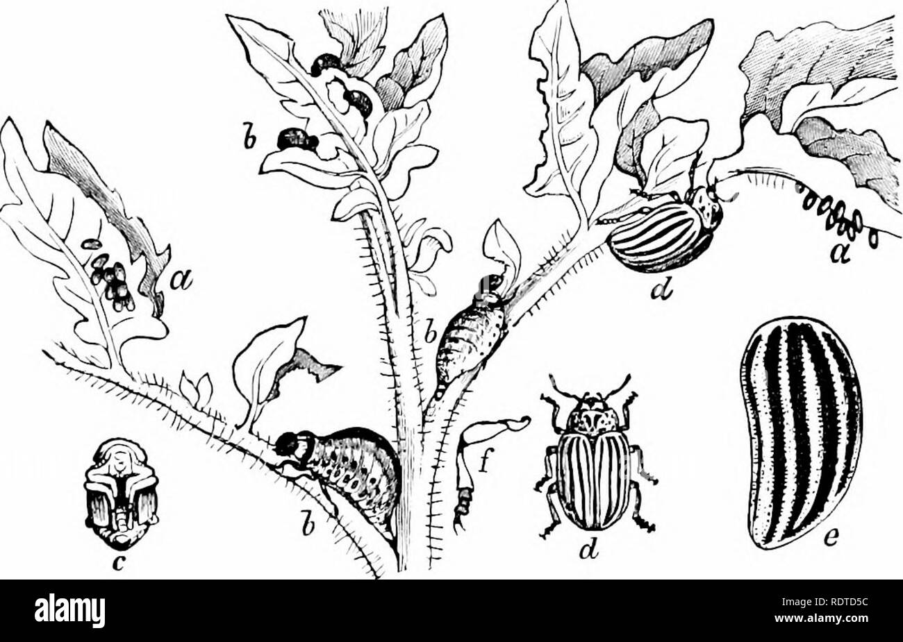 . Zoology. Zoology. 124 ZOOLOGY. end of which are the thick iiowerful jaws, bore into nuts and seeds or fruit. Such are the plum-weevil (Fig. 158),. Fig. 157.—Colorado potato-beetle; «, eggs; h,h, b, larya; c, pupa; tJ, beetle; e, a wing-cover. and the chestnut, acorn, and hickory-nut weevils. These weevils when disturbed instantly feign death; and they also. Please note that these images are extracted from scanned page images that may have been digitally enhanced for readability - coloration and appearance of these illustrations may not perfectly resemble the original work.. Packard, A. S. (A Stock Photo