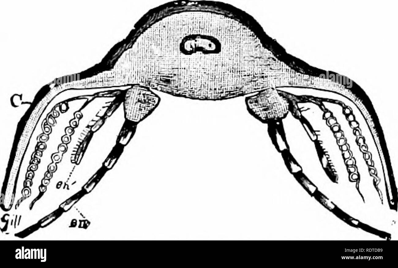 . Zoology. Zoology. Fig. 1S4.—Younfc Horseshoe Crab. Natural size and enlarged. Fia 135.—Young Trilobite. Natural size and enlarged. horseshoe craL in being divided into a true head consisting of six segments bearing jointed appendages, somewhat like those of the Merostomata, with from two to twenty-six dis- tinct thoracic segments (probably bearing short jointed. Fig. 126.—Restored section o£ the thorax of a trilobite (Ualymene) after Wal- cott. c, carapace; e)i, endopodite; fv*', exopodite, with the gills on the exo- podal or respiratory part of the appendage. limbs not extending beyond the  Stock Photo
