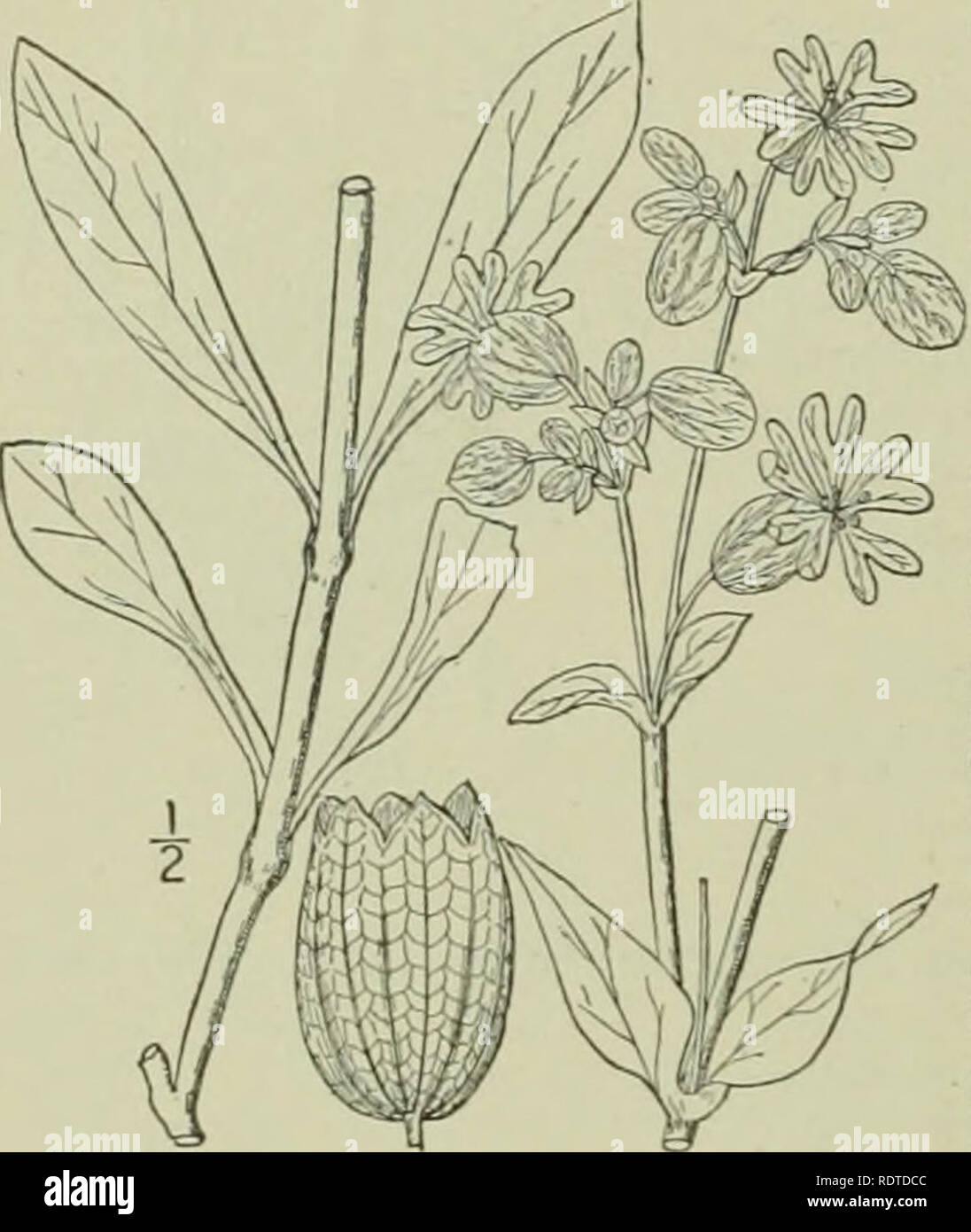 . An illustrated flora of the northern United States, Canada and the British possessions : from Newfoundland to the parallel of the southern boundary of Virginia and from the Atlantic Ocean westward to the 102nd meridian. Botany. CARYOPHYLLACEAE. VuL. II. 4. Silene latifolia (Mill.) Britten &amp; Rendle. Bladder Campion. Fig. 1804. Cucubalus Behen L. Sp. PI. 414. 1753. Not SUene Behen L. Cucubalus latifolius Mill. Card. Diet. Ed. 8, no. 2. Behen vulgaris Moench, Meth. 709. 1794. 5. vulgaris Garcke, Fl. Deutsch. Ed. 9, 64. 1869. Silene inflata J. E. Smith, Fl. Brit. 2: 292. 1800. ^J5'. latifoli Stock Photo