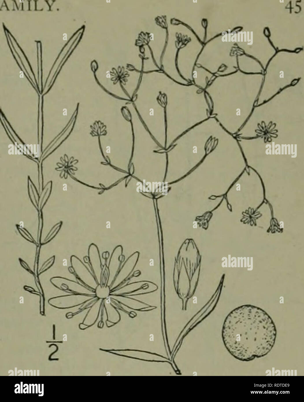 . An illustrated flora of the northern United States, Canada and the British possessions : from Newfoundland to the parallel of the southern boundary of Virginia and from the Atlantic Ocean westward to the 102nd meridian. Botany. CHICKVVEED FAMILY 9. Alsine longifolia (Muhl.) Britton. Long-leaved Stitcliwort. Fig. 1757. Slellaria longifolia Muhl.; Willd. Enum. Hort. Ber. 479. l8oq. S. graminca Bigel. FI. Bost. 110. 1814. Not L. 1753. Slellaria Fricsiaiia Set. in DC. Prodr. i: 400. 1S24. A. longifolia Britton, Mem. Torr. Club 5: 150. 1894. Weak, glabrous, or the stem rough-angled, freely branch Stock Photo