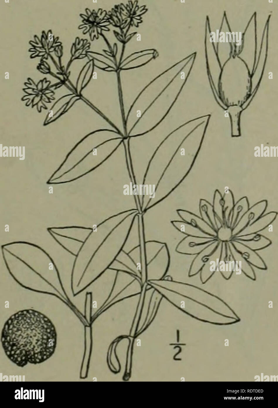 . An illustrated flora of the northern United States, Canada and the British possessions : from Newfoundland to the parallel of the southern boundary of Virginia and from the Atlantic Ocean westward to the 102nd meridian. Botany. 4. Alsine media L. Common Chickweed. Satin-flower. Tongue-grass. Fig. 1752. Stetlarii nedii Annual, weak, tufted, much branched, decum- bent or ascending. 4'-i6' long, glabrous except a line of hairs along the stem and branches, the pubescent sepals and the sometimes ciliate peti- oles. Leaves ovate or oval, 2&quot;-ii' long, acute or rarely obtuse, the lower petioled Stock Photo