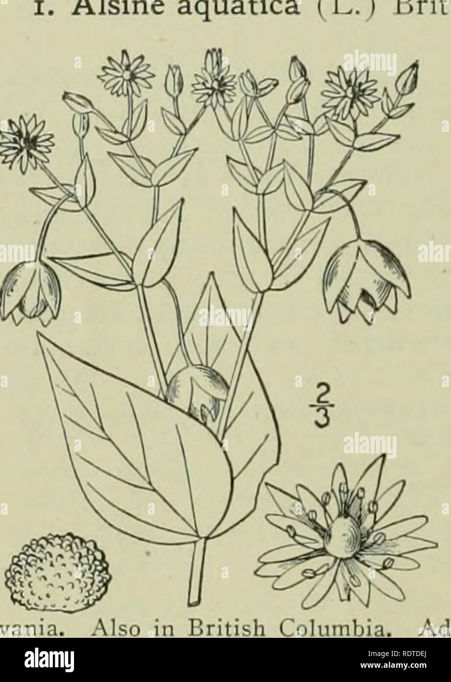 . An illustrated flora of the northern United States, Canada and the British possessions : from Newfoundland to the parallel of the southern boundary of Virginia and from the Atlantic Ocean westward to the 102nd meridian. Botany. ALSINACEAE. Petals shorter than the calyx ; lower leaves petioled. Petals longer than the calyx, or as long; lower leaves rarely petioled. Petals longer than the blunt sepals. Petals as long as the acute or acuminate sepals. Leaves narrow, linear, oblong, oblanceolate or spatulate. Flowers 7&quot;-io&quot; broad. Leaves lanceolate, ciliate. Leaves linear, glabrous. Fl Stock Photo