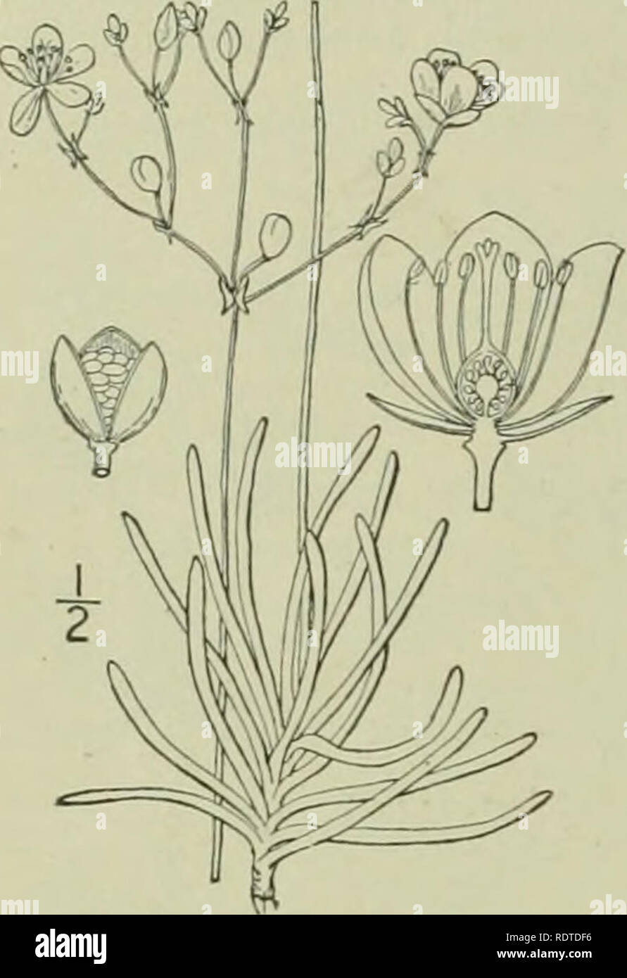 . An illustrated flora of the northern United States, Canada and the British possessions : from Newfoundland to the parallel of the southern boundary of Virginia and from the Atlantic Ocean westward to the 102nd meridian. Botany. 36 PORTULACACEAE. Flowers 4&quot;-8&quot; broad; sepals deciduous. Stamens 10-30 ; capsule globose. Stigma-lobes very short. Stigma-lobes about one-third as long as the style. Stamens only 5 ; capsule oval. Flowers io&quot;-i5&quot; broad; sepals persistent. I. 7&quot;. teretifoliu 1. T. rugospern 3. T.parviftoru 4. T. calycinum. I. Talinum teretifolium Pursh. Fame-fl Stock Photo