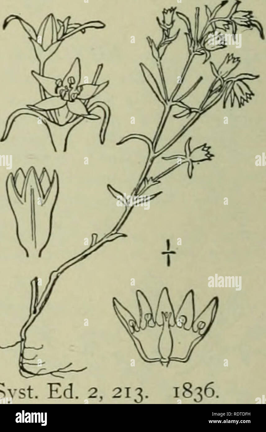 . An illustrated flora of the northern United States, Canada and the British possessions : from Newfoundland to the parallel of the southern boundary of Virginia and from the Atlantic Ocean westward to the 102nd meridian. Botany. About 10 species, of wide geographic distribution in the Old World, the following naturalized from Europe as a weed. Type species : Scleranthus annutis L. I. Scleranthus annuus L. Knawel. German Knotgrass. Fig. 1725. Scleranthus annuus L. Sp. PI. 406. 1753. Much branched from long and rather tough roots, the branches prostrate or spreading, 3-5' long, roughish- puberu Stock Photo