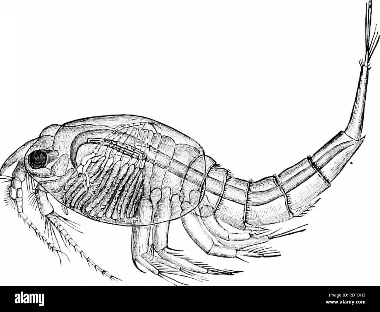 . Zoology. Zoology. Fig. 114.—Qaviviarus robustus, from fresh water. Much enlarged. Isopods are broad and flat, the Amphipods are compressed, and the back is usually more or less arched. Such is the. Fig. IK.—Nebiilia hjpes. Enlarged 6 times. Gammariis, or beach-flea (Fig. 114), found in salt and fresh water. Order 5. PhyVocarida.—This group is represented by a little Crustacean, witli a compressed body, and broad leaf-. Please note that these images are extracted from scanned page images that may have been digitally enhanced for readability - coloration and appearance of these illustrations m Stock Photo