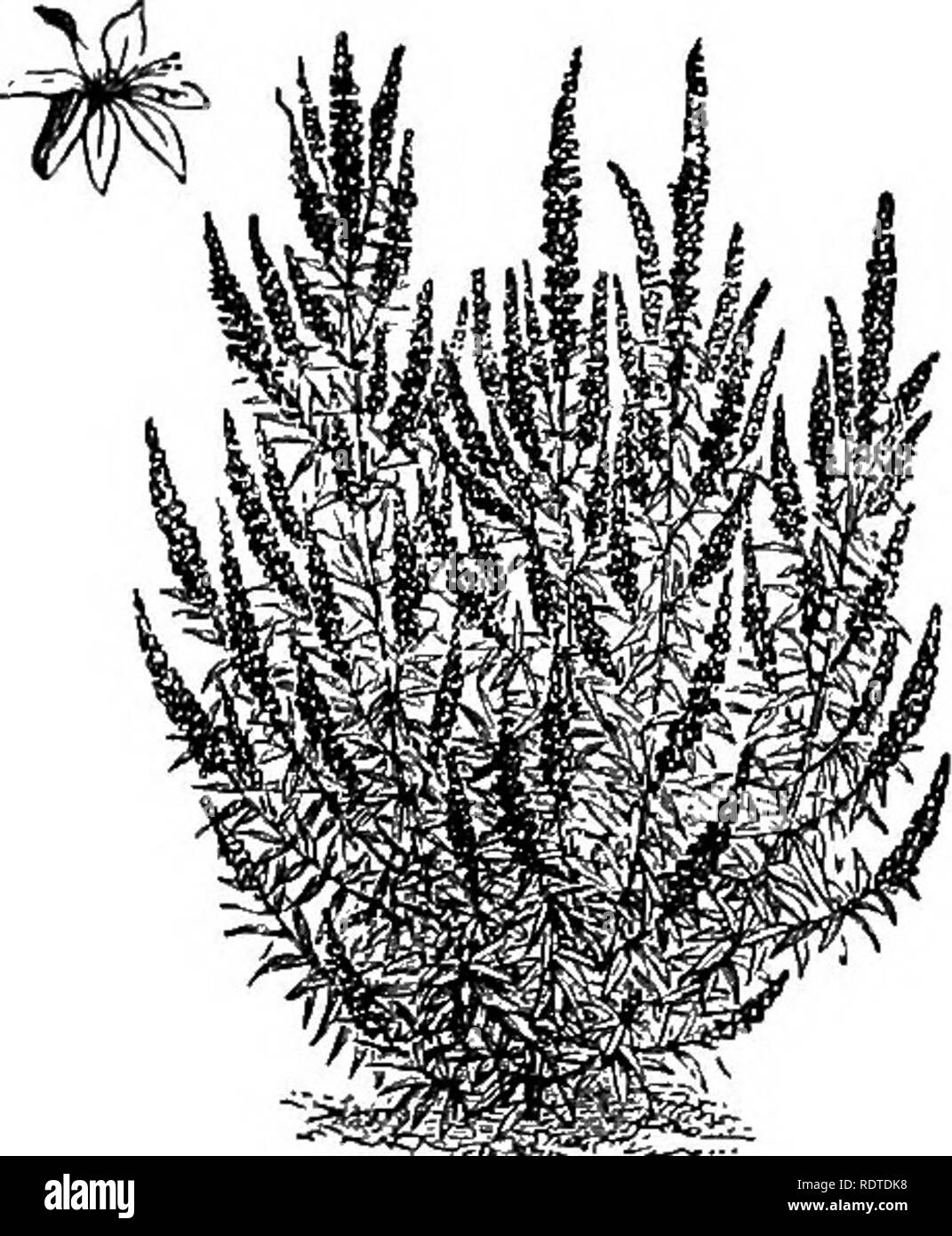 Woody evergreen shrubs Black and White Stock Photos & Images - Alamy