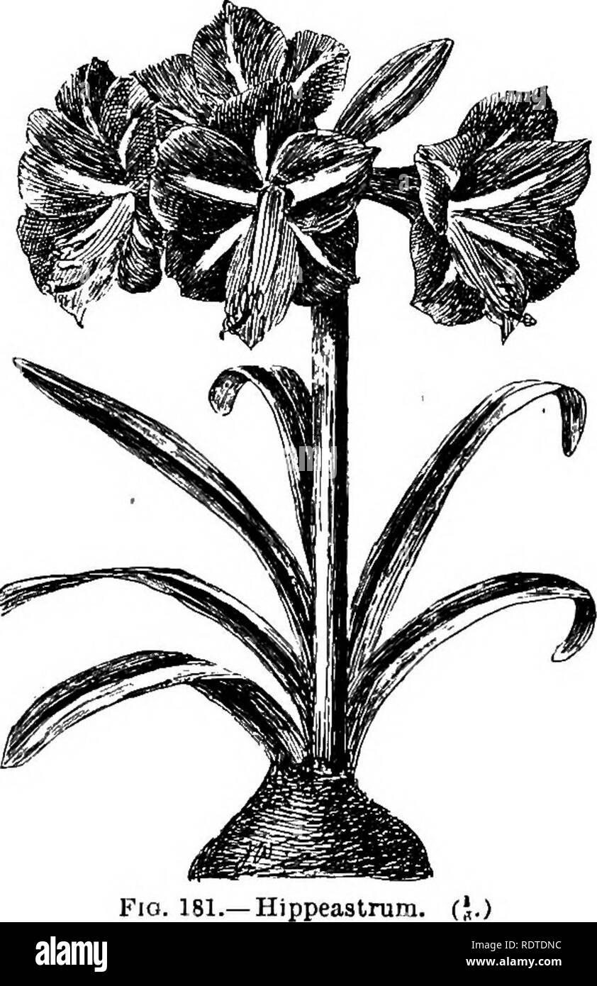 . The bulb book; or, Bulbous and tuberous plants for the open air