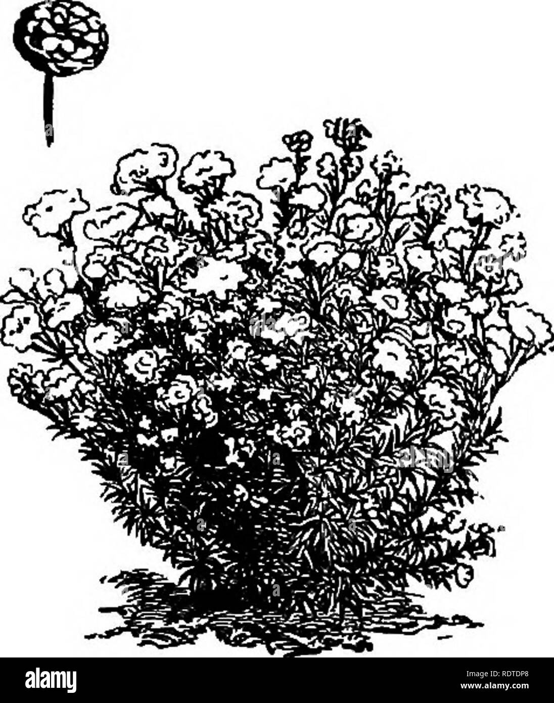 Evergreen Rose Black And White Stock Photos Images Alamy