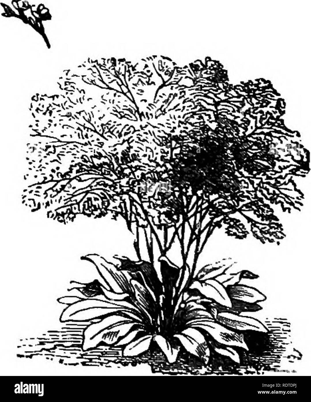 . Landscape gardening. Notes and suggestions on lawns and lawn planting--laying out and arrangement of country places, large and small parks, cemetery plots, and railway-station lawns--deciduous and evergreen trees and shrubs--the hardy border-bedding plants--rockwork, etc. Landscape gardening. SLENDER LEAVED PEONY. (P^ONIA TENUIFOLIA, ri- PL.) are usually the annual kinds, but the herbaceous kind, J^. Carolma, bears beautiful pink-purple flowers, more than an inch, across. It grows about a foot high and blooms all summer. Phlox stella/ria, starry phlox, is a similar free-blooming summer kind  Stock Photo