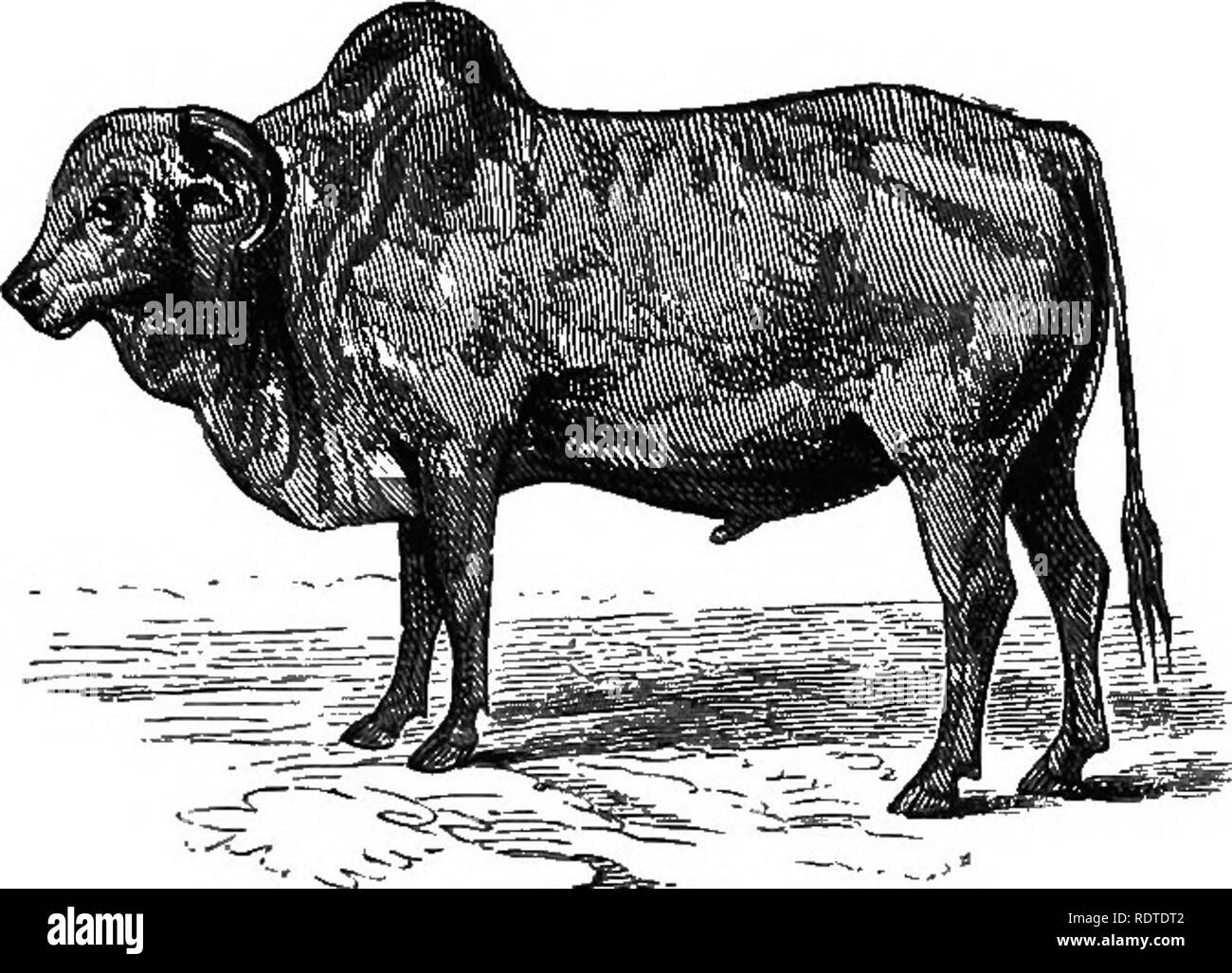 Zebu horns Black and White Stock Photos & Images - Alamy