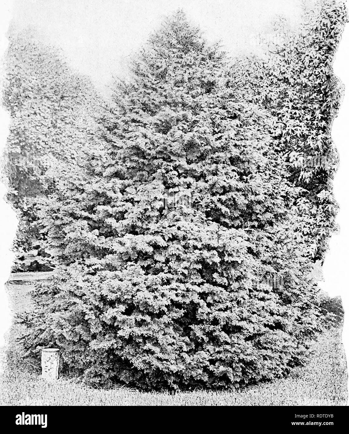 . Landscape gardening. Notes and suggestions on lawns and lawn planting--laying out and arrangement of country places, large and small parks, cemetery plots, and railway-station lawns--deciduous and evergreen trees and shrubs--the hardy border-bedding plants--rockwork, etc. Landscape gardening. OBTUSE-LEAVED JAPANESE CYPRESS. iRETiNOSPORA OBTUSA.). Please note that these images are extracted from scanned page images that may have been digitally enhanced for readability - coloration and appearance of these illustrations may not perfectly resemble the original work.. Parsons, Samuel, 1844-1923.  Stock Photo