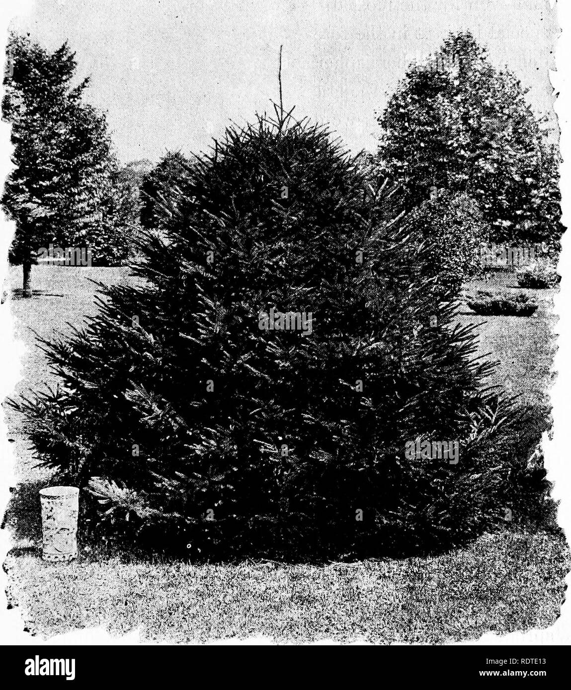 . Landscape gardening. Notes and suggestions on lawns and lawn planting--laying out and arrangement of country places, large and small parks, cemetery plots, and railway-station lawns--deciduous and evergreen trees and shrubs--the hardy border-bedding plants--rockwork, etc. Landscape gardening. ORIENTAL SPRUCE ' PICEA ORIENTALIS. &gt;. Please note that these images are extracted from scanned page images that may have been digitally enhanced for readability - coloration and appearance of these illustrations may not perfectly resemble the original work.. Parsons, Samuel, 1844-1923. New York, G.  Stock Photo