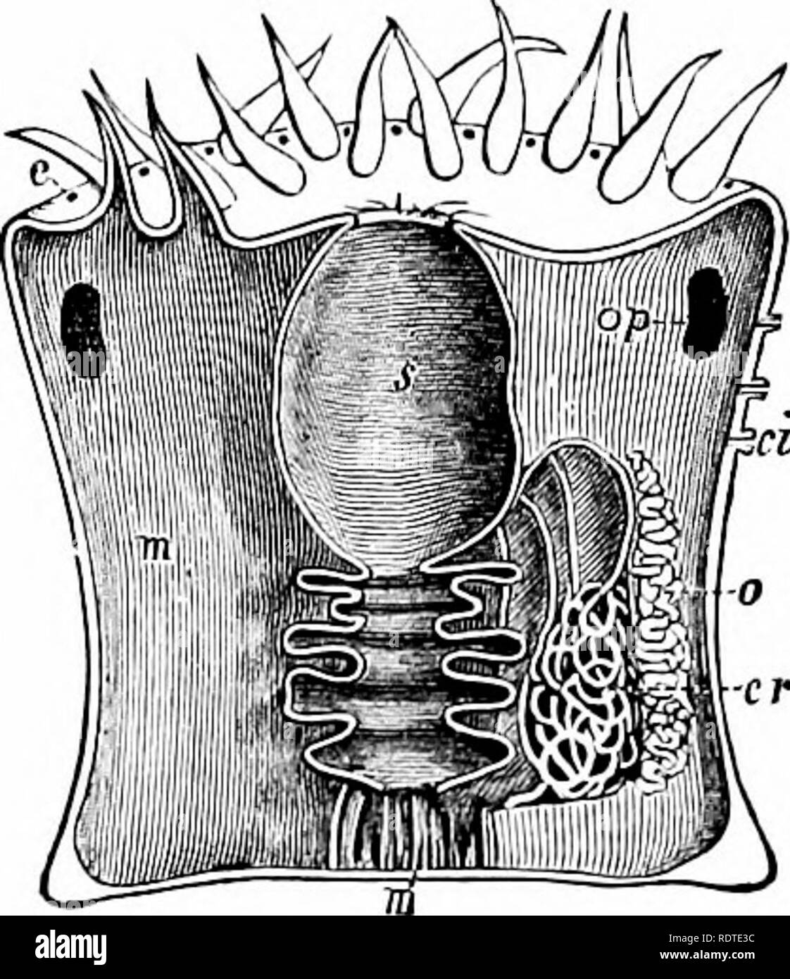 Zoology Zoology Structure Of Sea Anemones 29 Soak Ia It For Two Or Three Days Until Tlie Tissues Become Hard Enough To Cut Well Then Vertical And Transverse Sections May Be Made