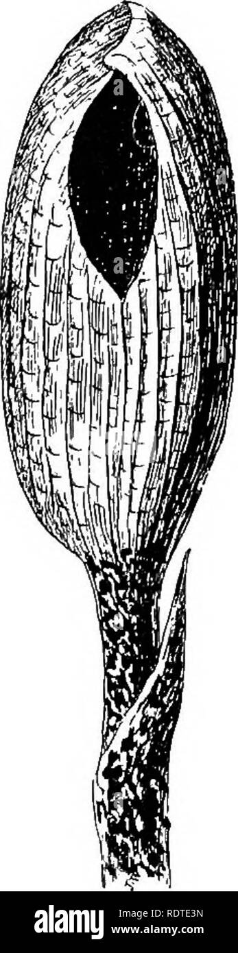 . The bulb book; or, Bulbous and tuberous plants for the open air, stove, and greenhouse, containing particulars as to descriptions, culture, propagation, etc., of plants from all parts of the world having bulbs, corms, tubers, or rhizomes (orchids excluded). Bulbs (Plants). DRACONTIUM THE BULB BOOK DEAOUNCULUS distinctly marked witli irregular blotclies and bands of dark brown. D. annulatum.—This grows about 3 ft. high, the three-parted leaf having bright green leaflets. The stalk is of a dull brown colour, marked with pale brown and wMtish- brown irregular rings. D. asperum {D. elatum; Amor^ Stock Photo