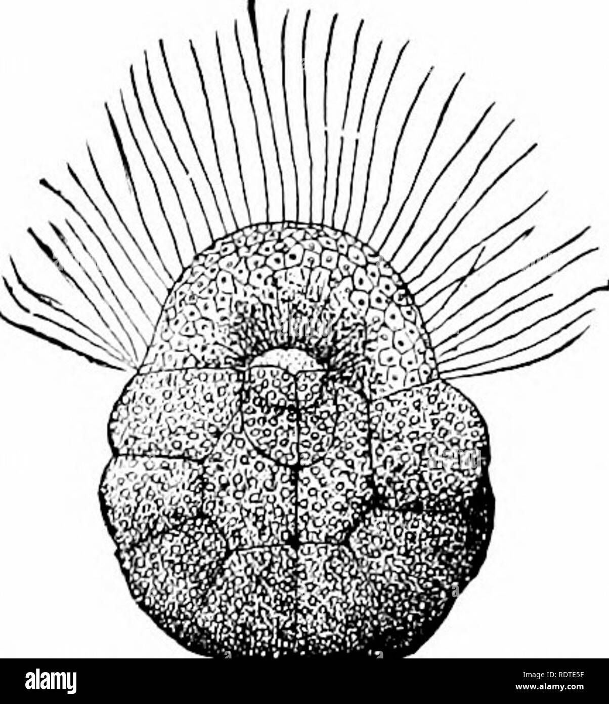 . Zoology. Zoology. Fig. 15.—Development of a sponge (Fiycon ciliatum