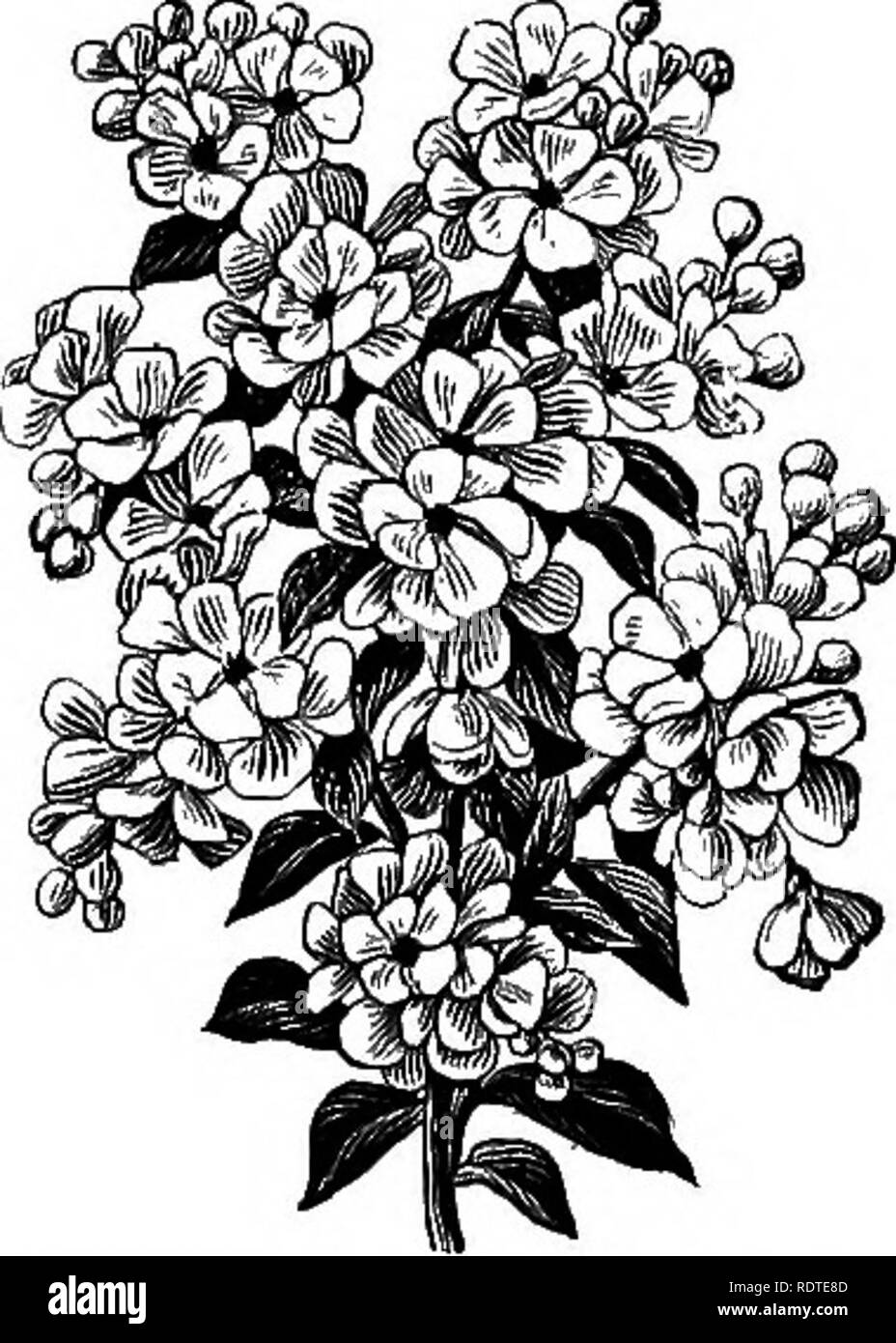 Planting hardy shrub Black and White Stock Photos & Images - Alamy