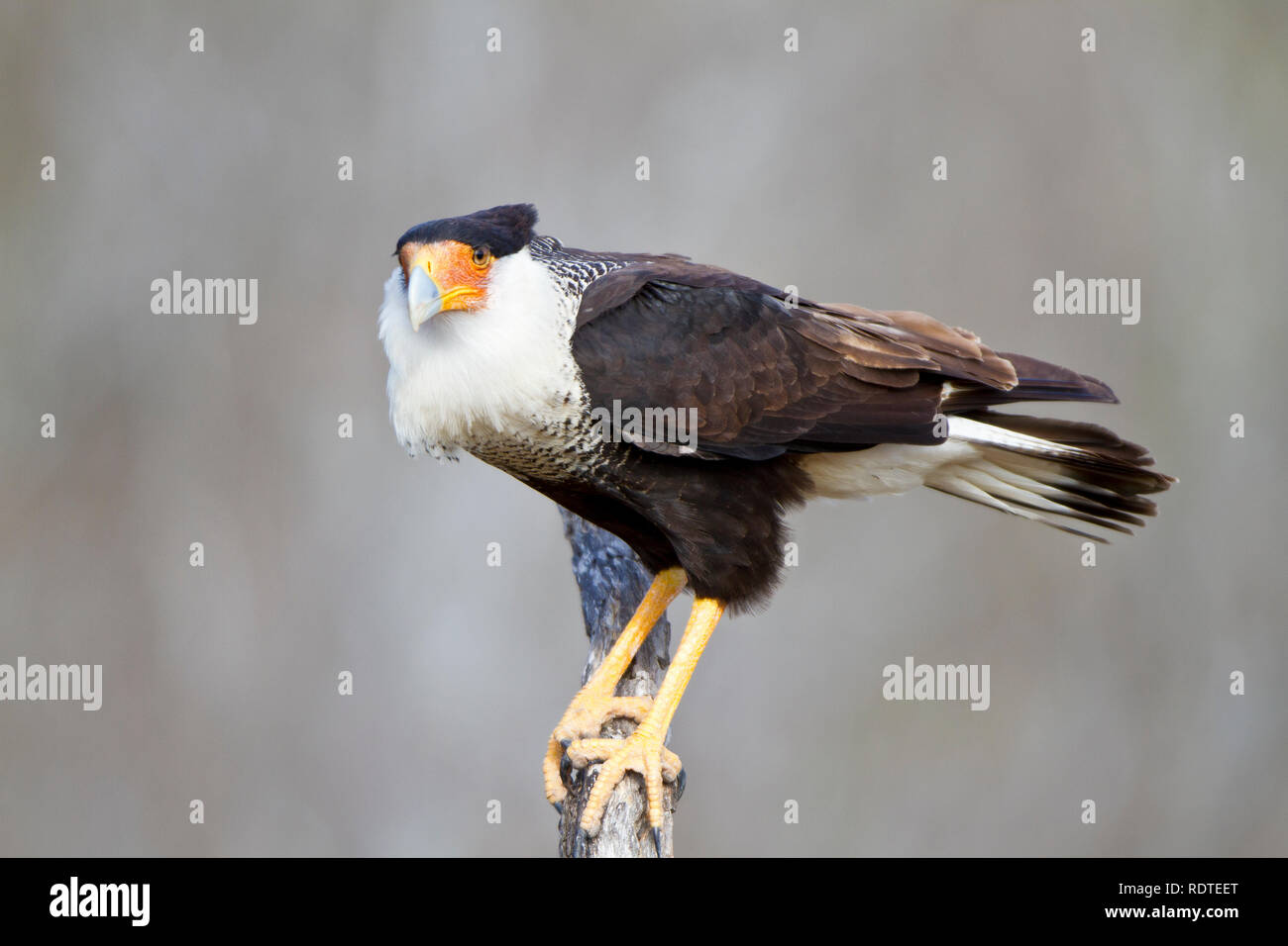 00821-00212 Crested Caracara (Caracara cheriway) in tree Starr County, TX Stock Photo