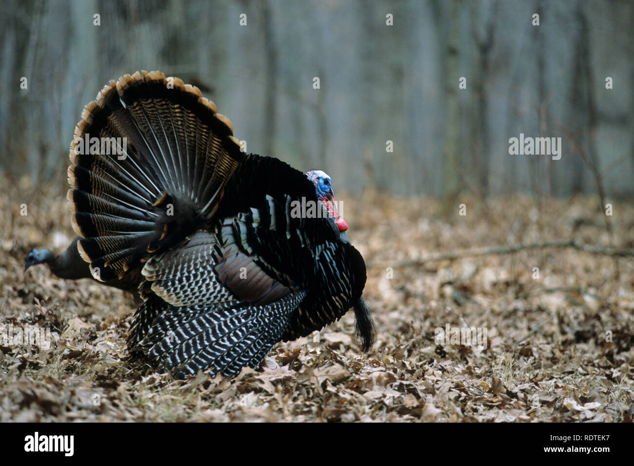 Strutting jake turkey hires stock photography and images Alamy