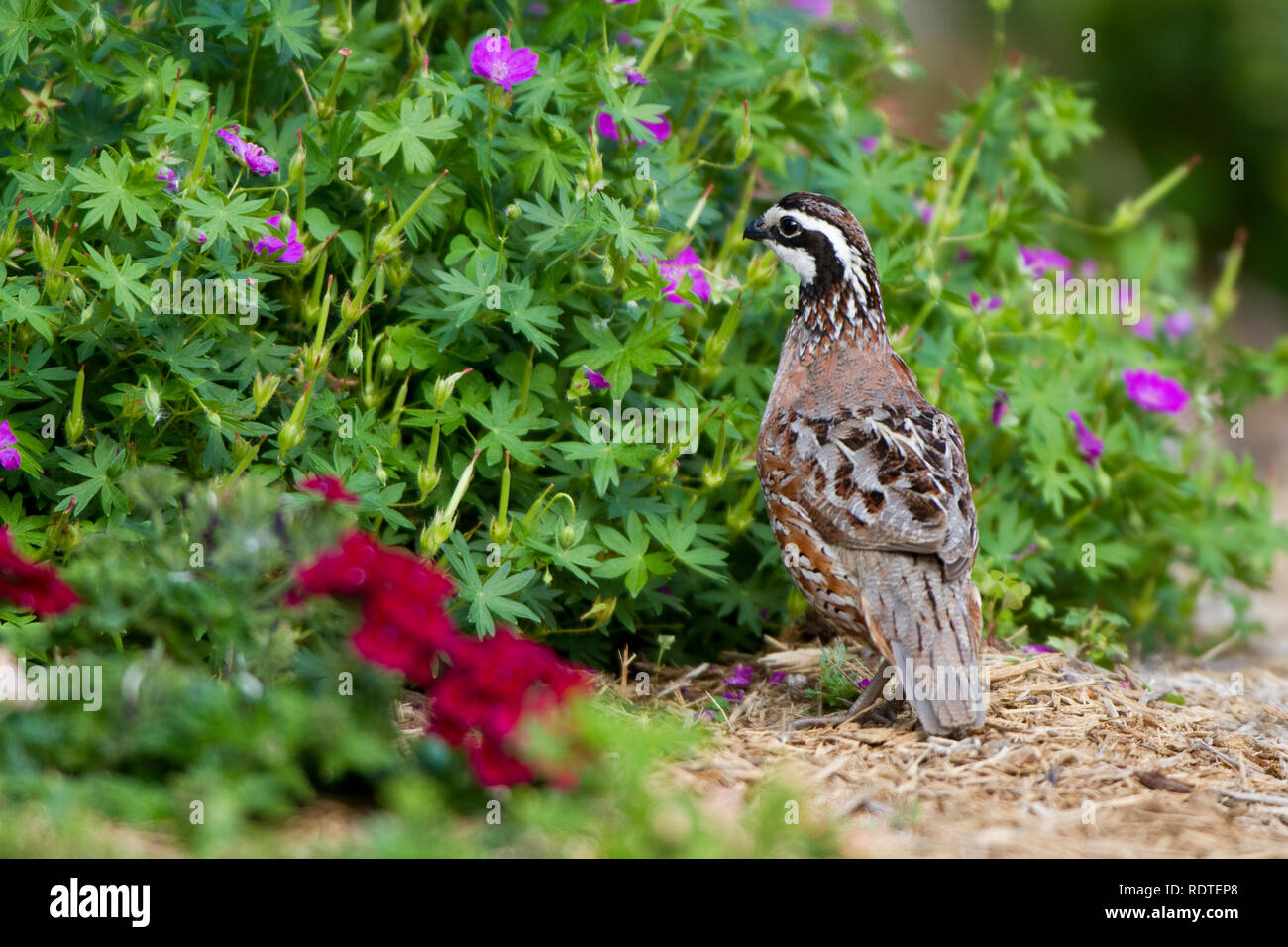 Northern bobwhite quail male flower garden in marion county illinois hi
