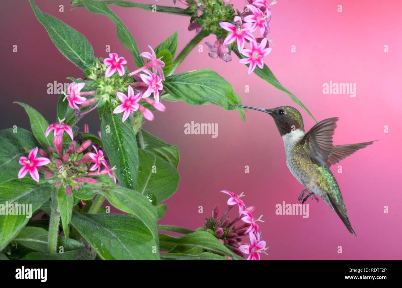 01162-10111 Ruby-throated Hummingbird (Archilochus colubris) male on Pink Pentas (Pentas lanceolata)  Marion Co. IL Stock Photo
