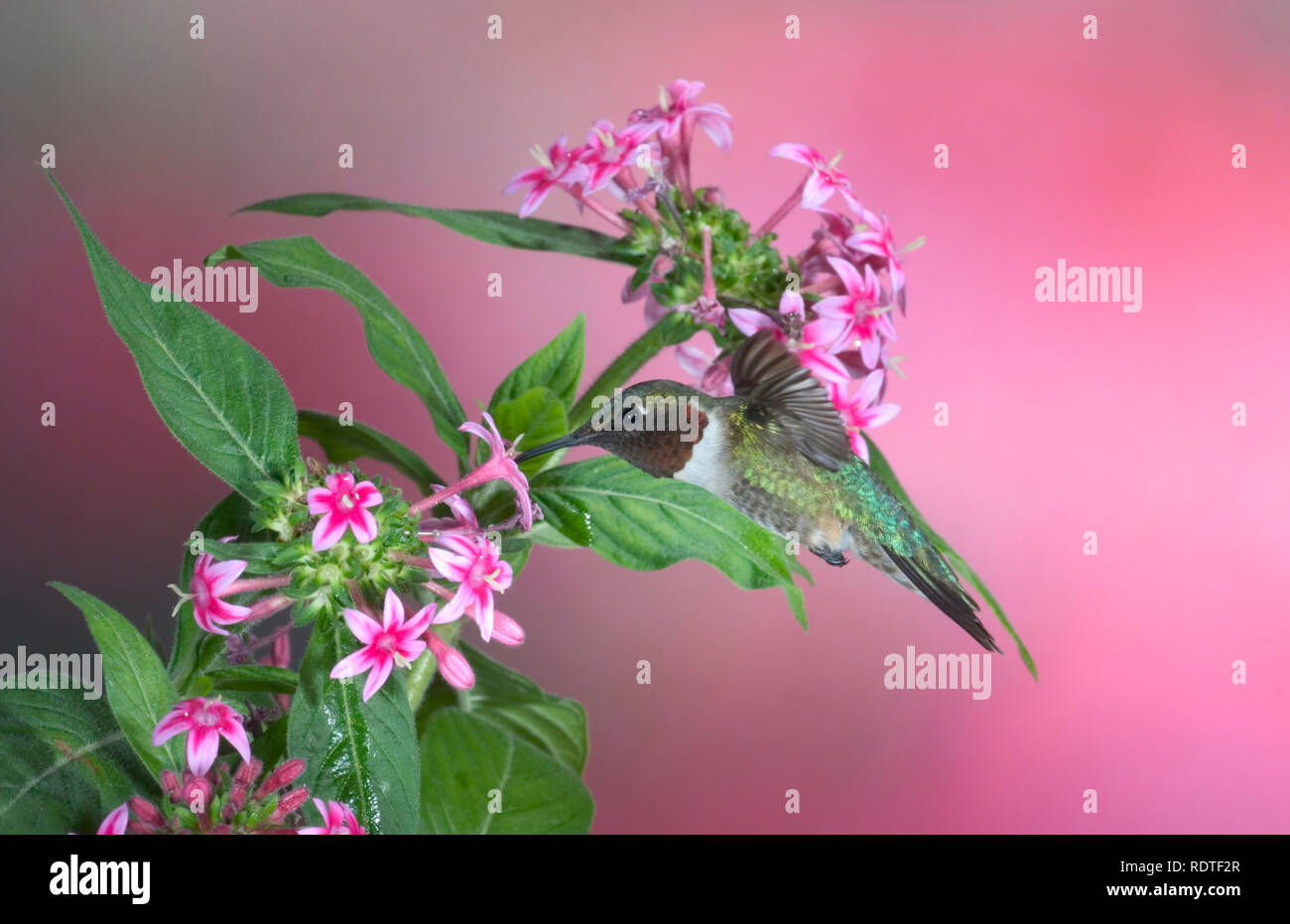 01162-10201 Ruby-throated Hummingbird (Archilochus colubris) male on Pink Pentas (Pentas lanceolata)  Marion Co. IL Stock Photo
