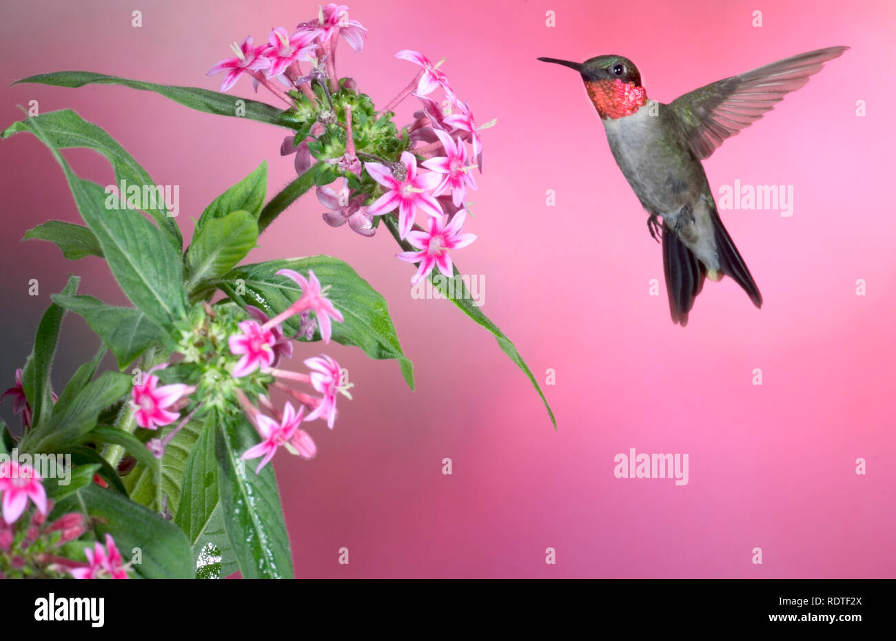 01162-10217 Ruby-throated Hummingbird (Archilochus colubris) male on Pink Pentas (Pentas lanceolata)  Marion Co. IL Stock Photo