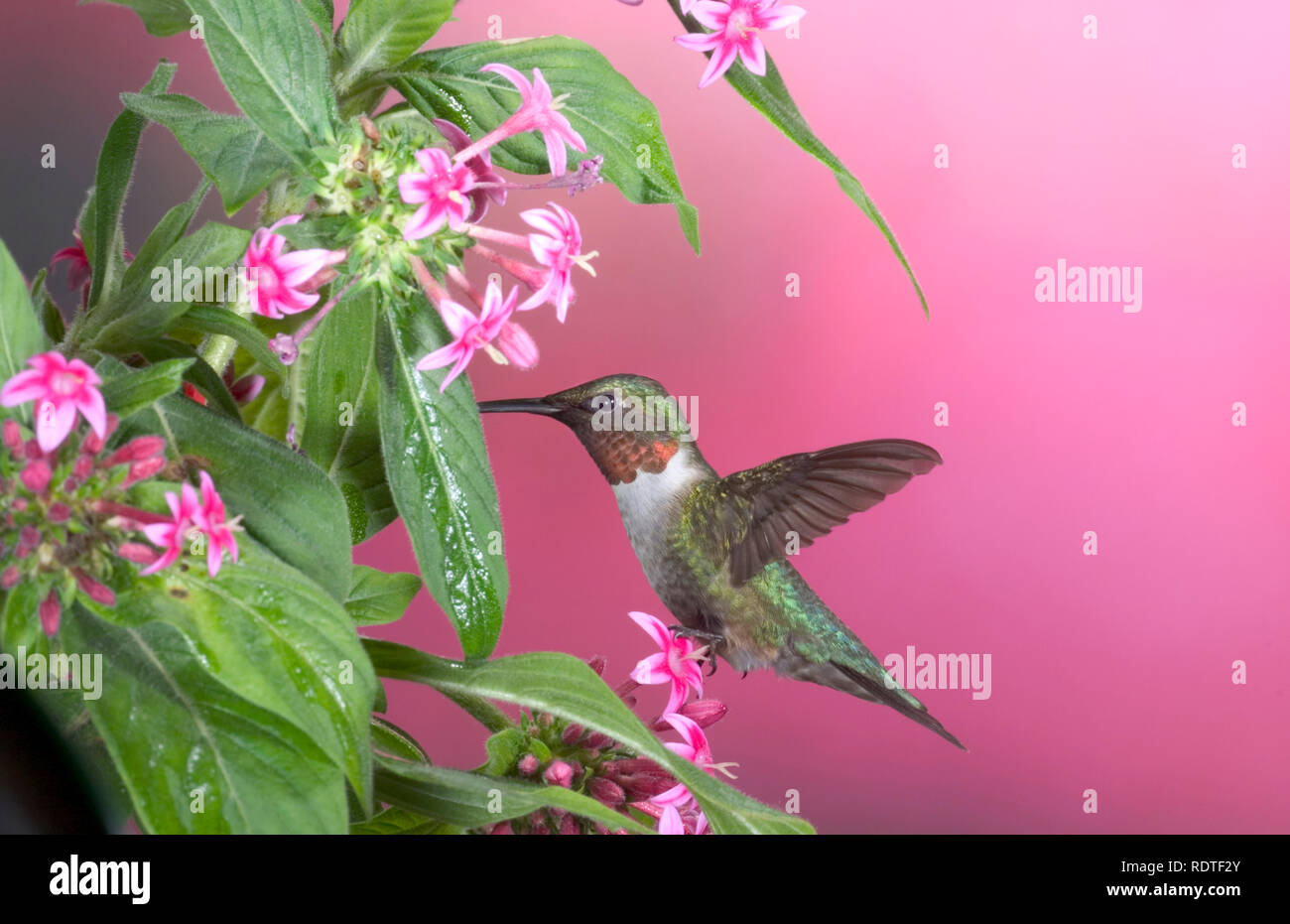 01162-10303 Ruby-throated Hummingbird (Archilochus colubris) male on Pink Pentas (Pentas lanceolata)  Marion Co. IL Stock Photo