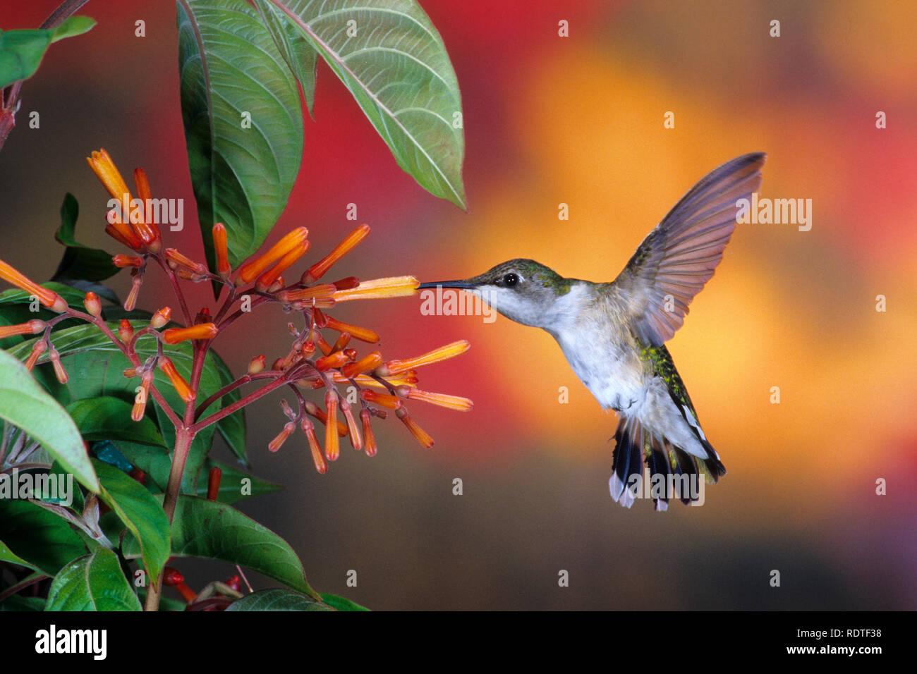 01162-109.03 Ruby-throated Hummingbird (Archilochus colubris) on Firebush (Hamelia patens)  Marion Co. IL Stock Photo