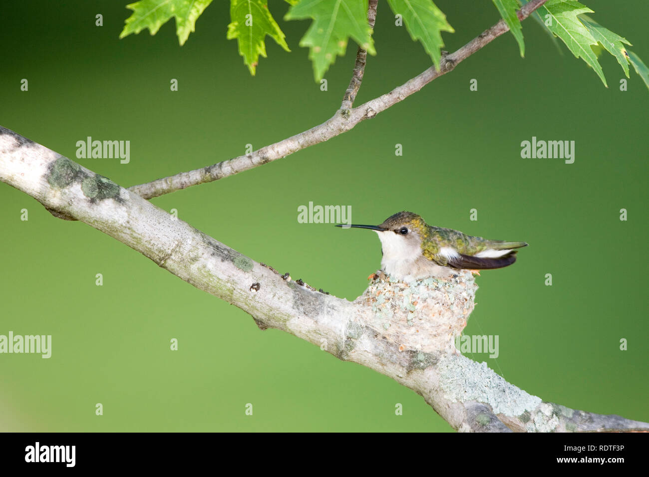 01162-120.03 Ruby-throated Hummingbird (Archilochus colubris) female ...