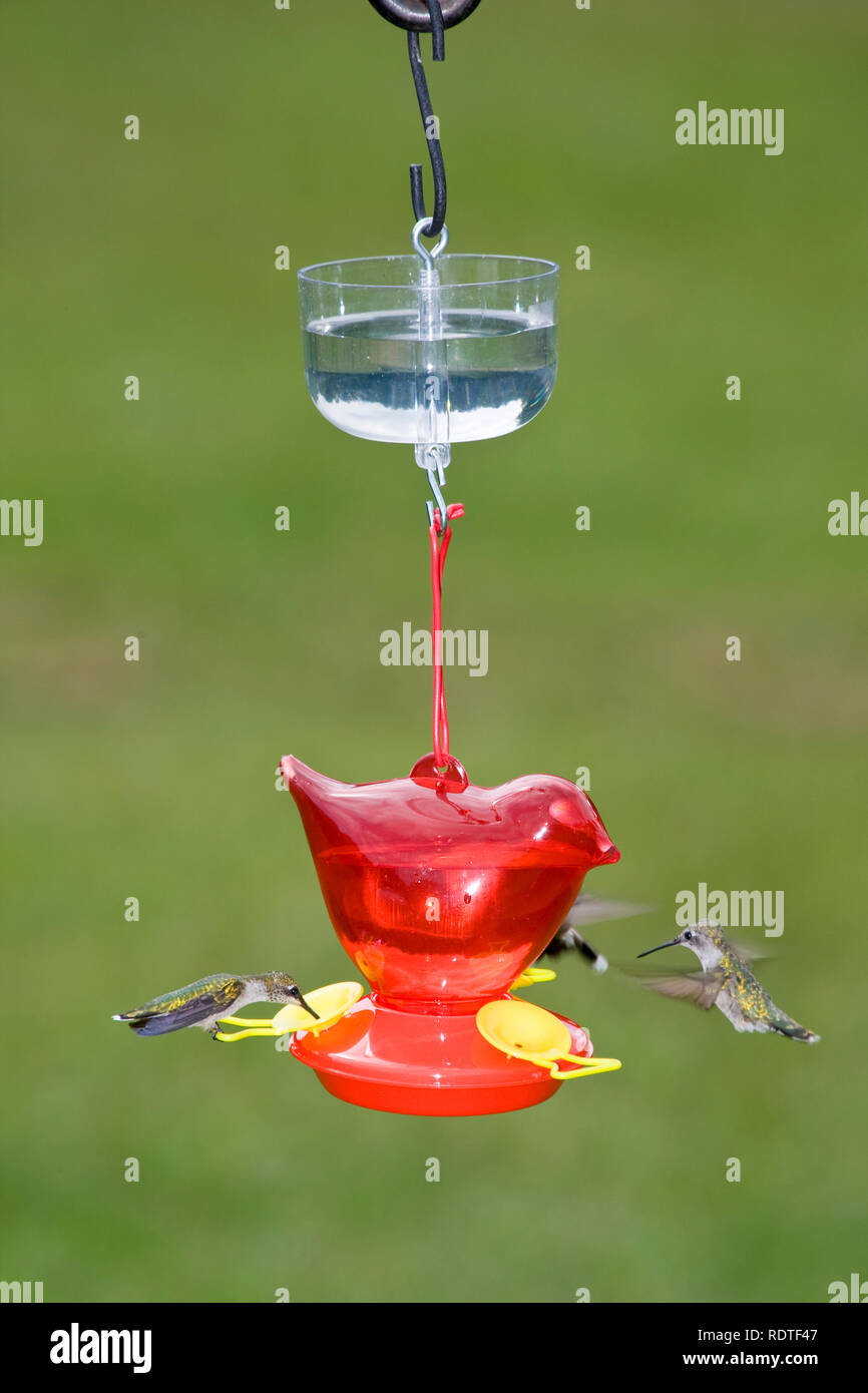 Bird Feeder Protector Stock Photos Bird Feeder Protector Stock