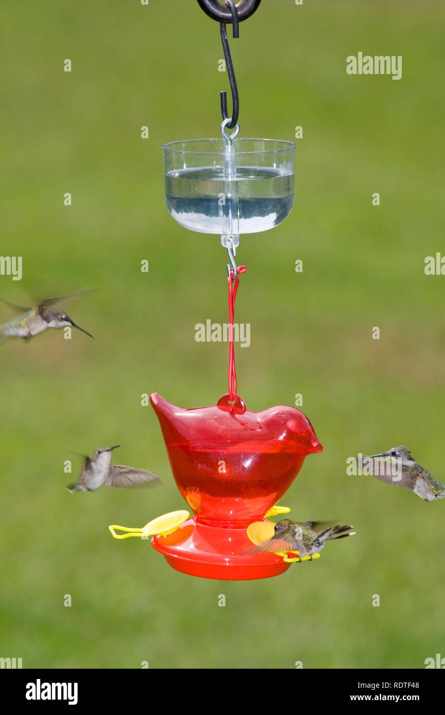 01162 12515 Ruby Throated Hummingbirds Archilochus Colubris At