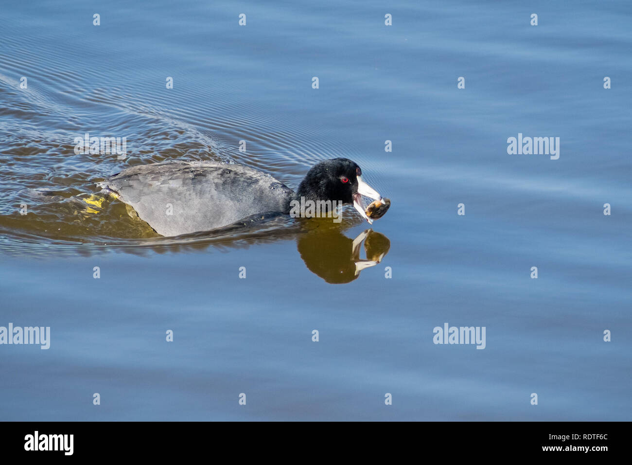 American coot (Fulica americana) fishing and eating mussels, Shoreline Lake and Park, Mountain View, San Francisco bay area, California Stock Photo