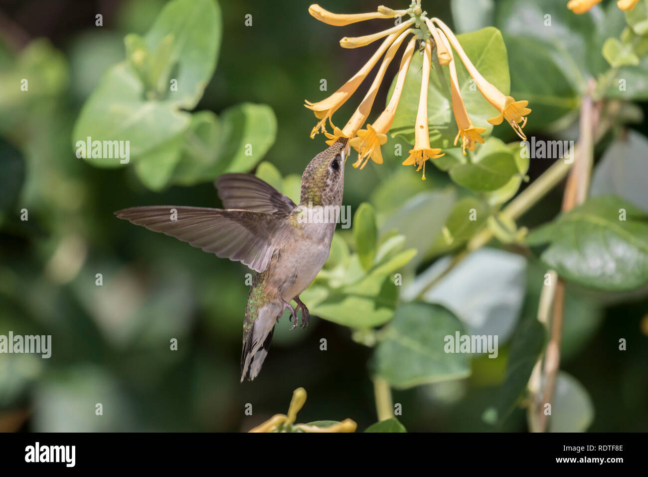 01162-14212 Ruby-throated Hummingbird (Archilochus colubris) at Trumpet Honeysuckle (Lonicera sempervirens f. sulphurea 'John Clayton') Marion Co., IL Stock Photo