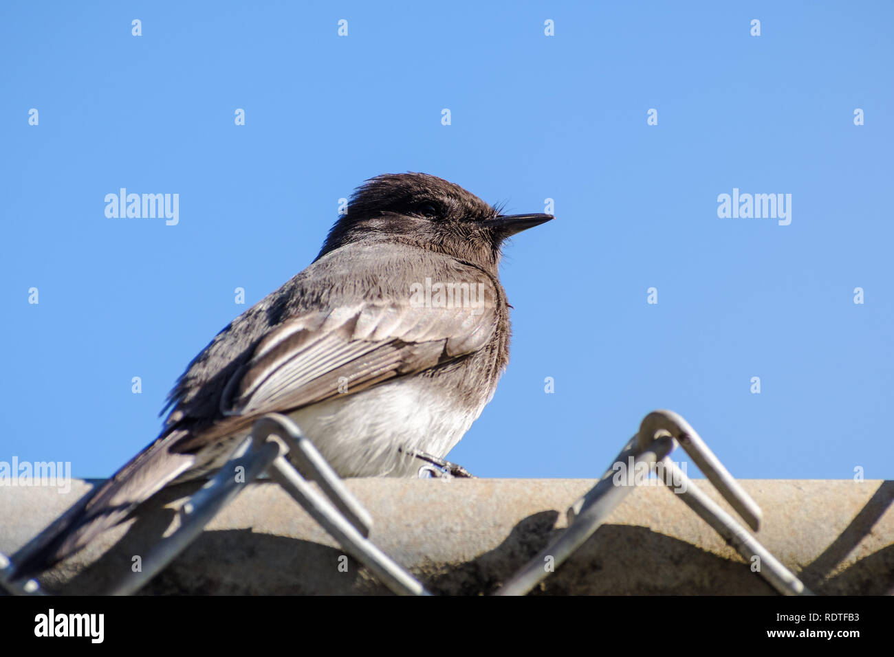 Black Phoebe sitting on a fence on a blue sky background, California Stock Photo
