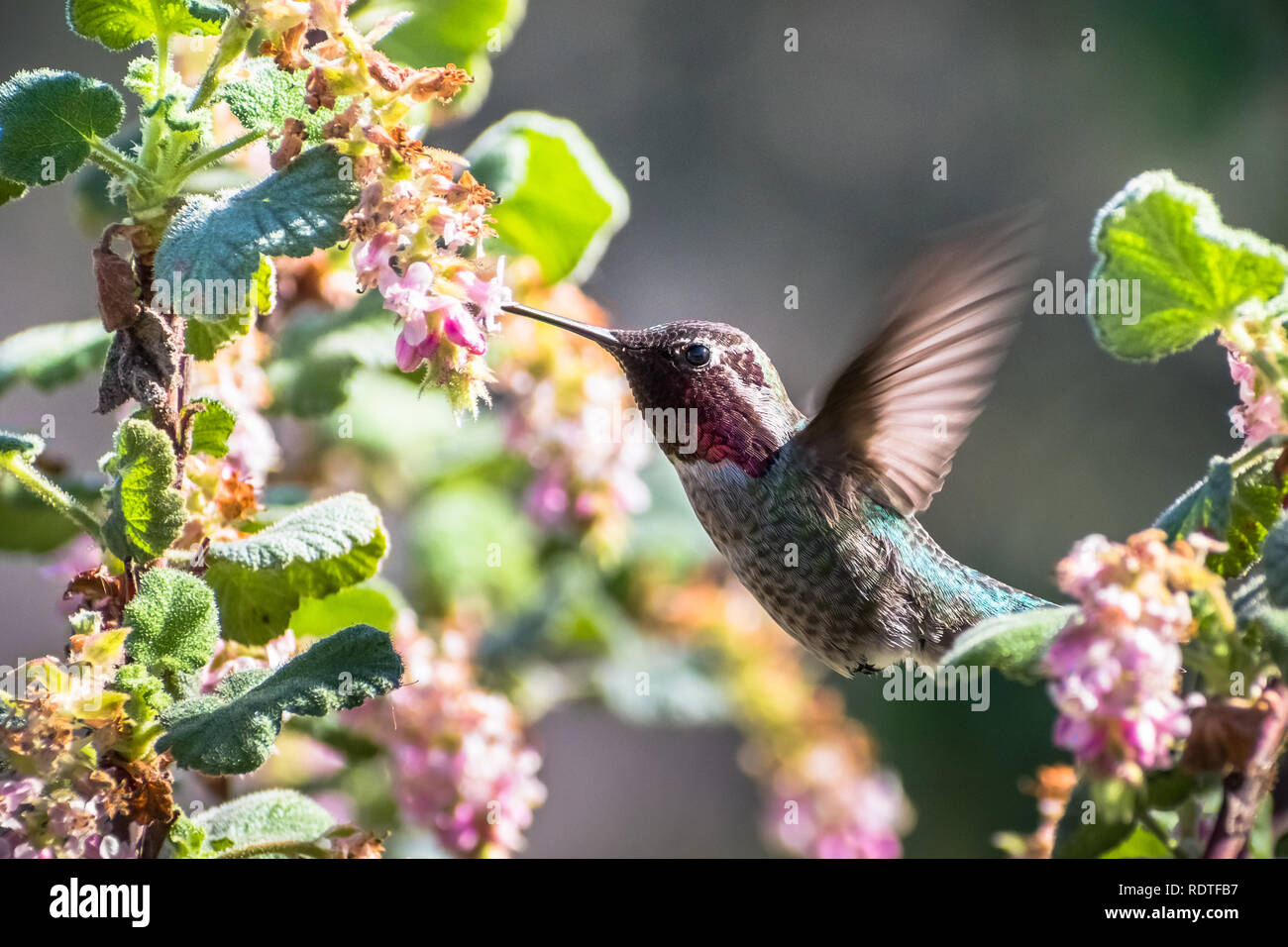Tiny Anna's Hummingbird drinking nectar from a Ribes malvaceum (Chaparral Currant) flower, San Francisco bay area, California Stock Photo