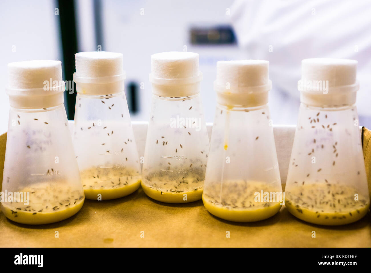 Vials containing Fruit Flies; the Fruit Fly (Drosophila melanogaster
