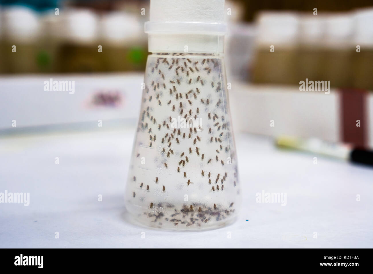Vial containing Fruit Flies; the Fruit Fly (Drosophila melanogaster) continues to be widely used for biological research in genetics, physiology, micr Stock Photo