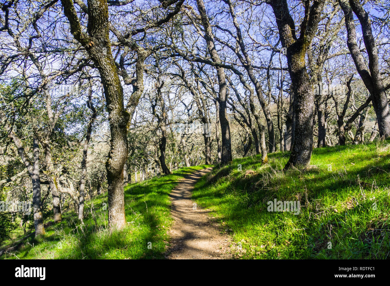 Narrow hiking trail through a forest in Coyote Lake Harvey Bear Ranch