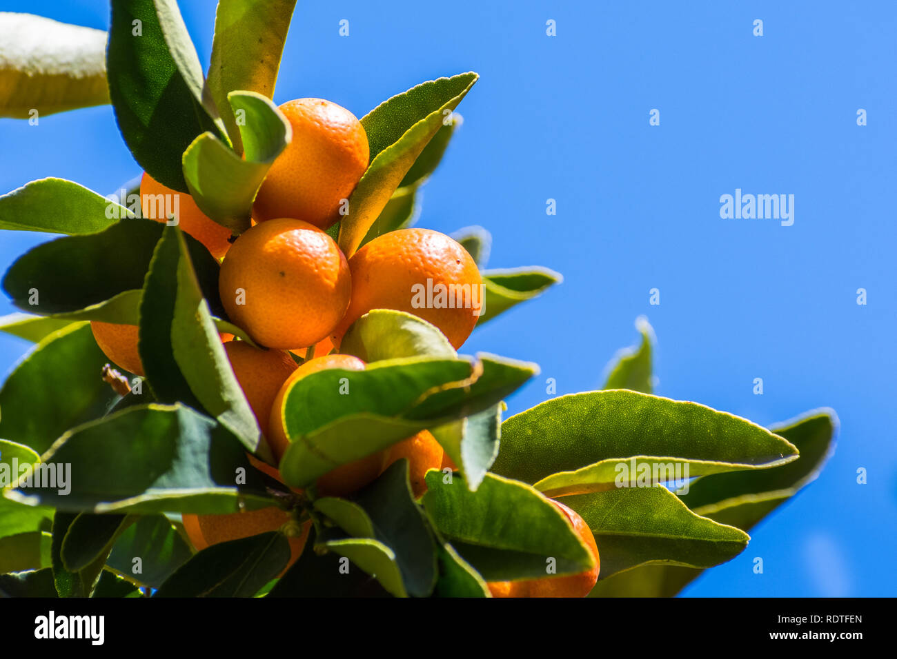 Bay tree sweet bay fruit hires stock photography and images Alamy
